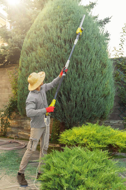 Best Tree Health Inspection  in Deer Park, IL